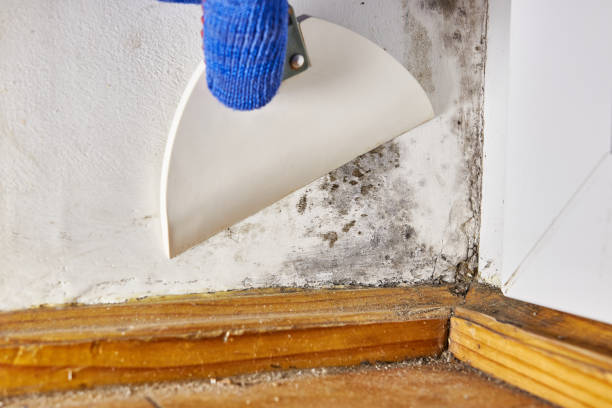 Best Mold Damage Restoration  in Navasota, TX